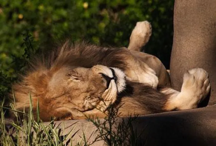 Bild: Starbett GmbH lernt aus der Tierwelt