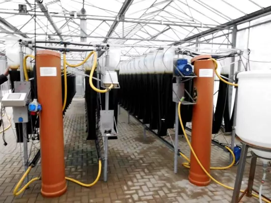 Bild: Biosprit aus Algen