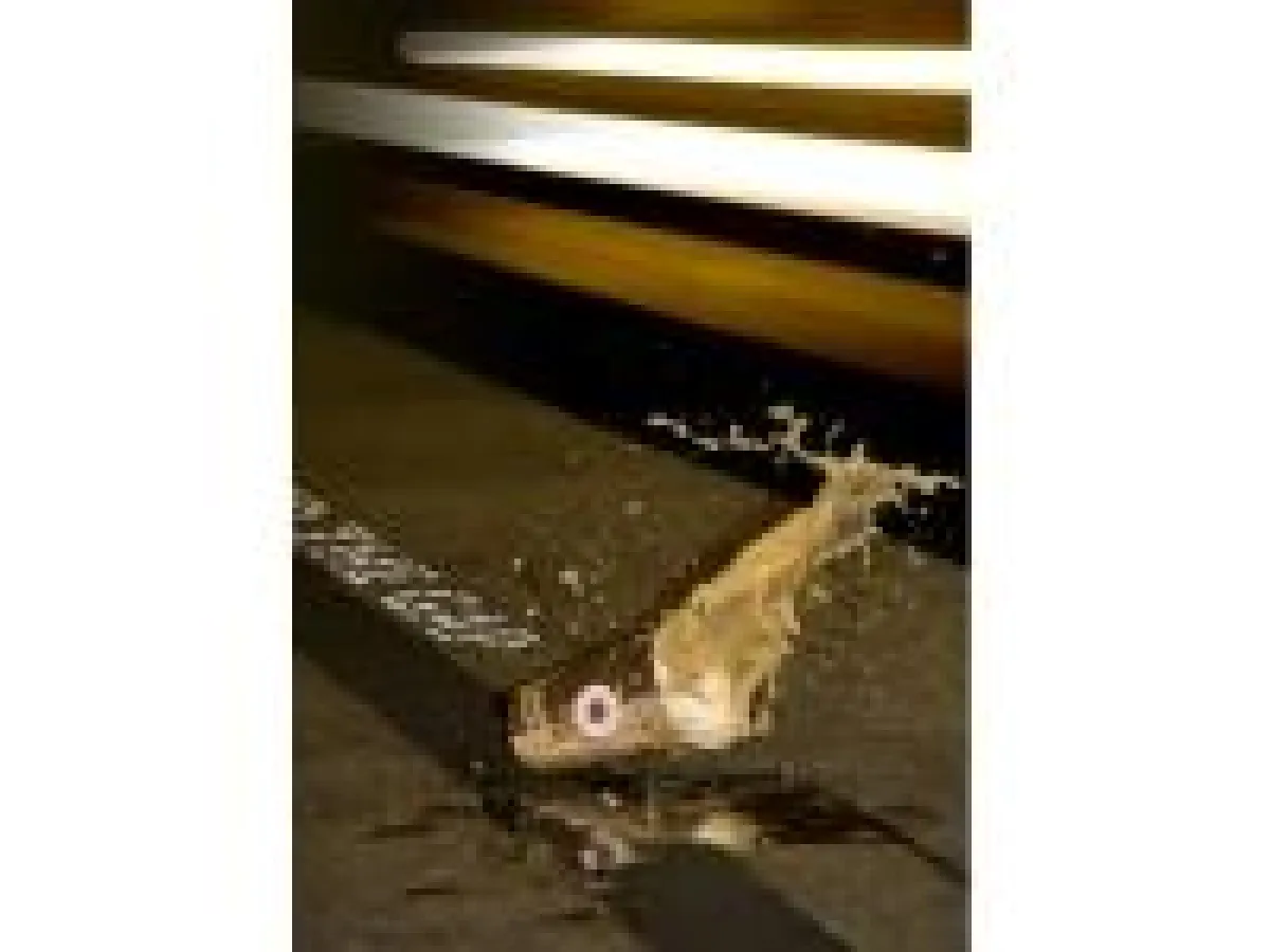 © diegesellschafter.de/Philipp Edler, Felix Hielscher