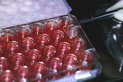 Bild: Impfstoffforschung ohne Tierversuche - Amerikanische Forscher entwickeln künstliches Immunsystem