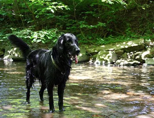 Bild: Vegetarische Bio-Tiernahrung für Hunde und Katzen auf dem Vormarsch
