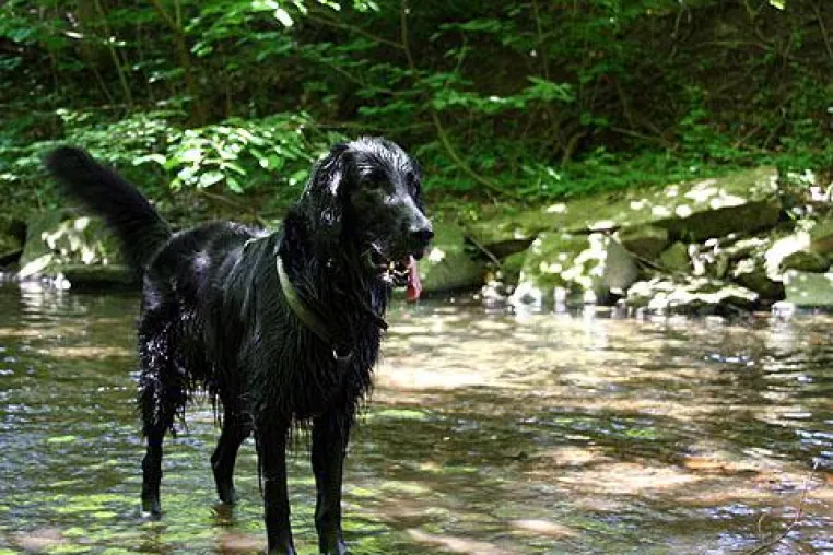 Bild: Vegetarische Bio-Tiernahrung für Hunde und Katzen auf dem Vormarsch