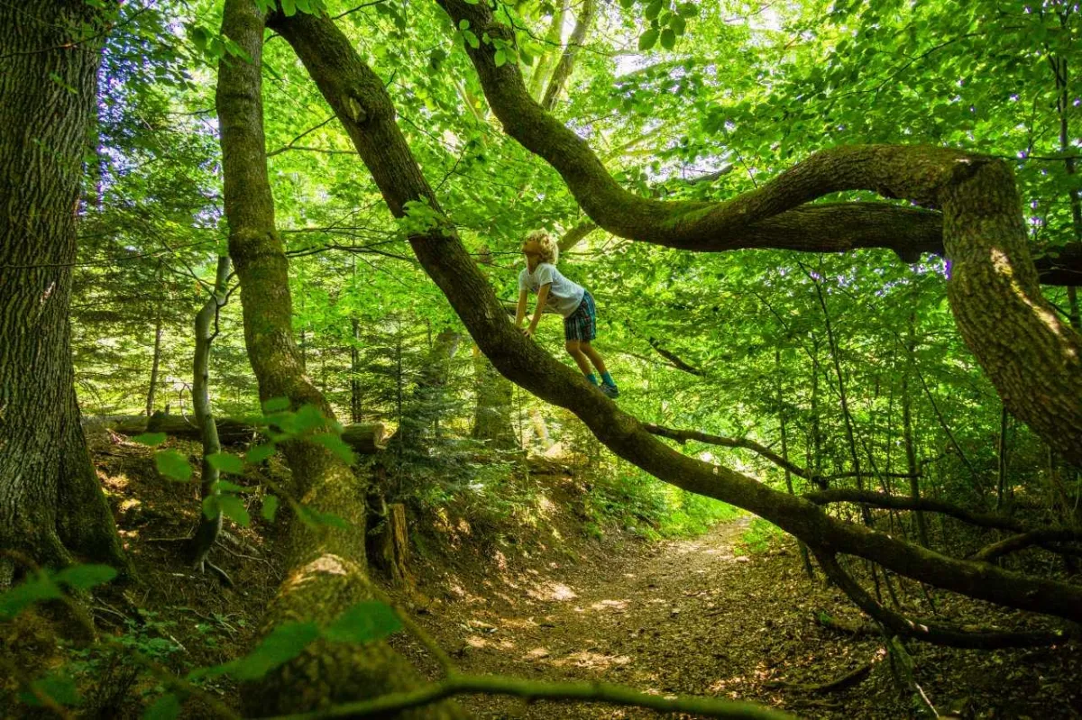 Wildkatzen-Walderlebnis 2019_Quelle_Tourismus und Stadtmarketing Bad Herrenalb_Alex Kijak