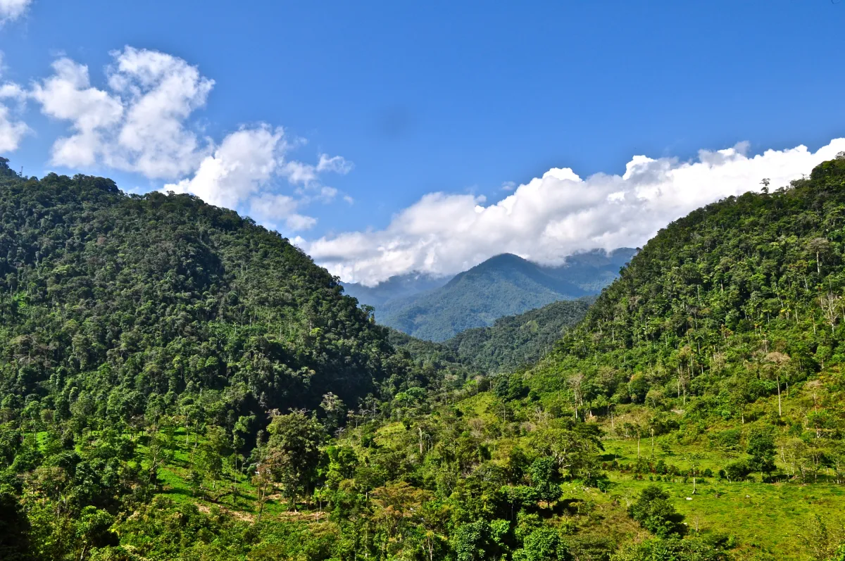 Das Projekt im Andischen Regenwald bewirkt eine jährliche Emissionsreduktion von 515.268 Tonnen CO2.