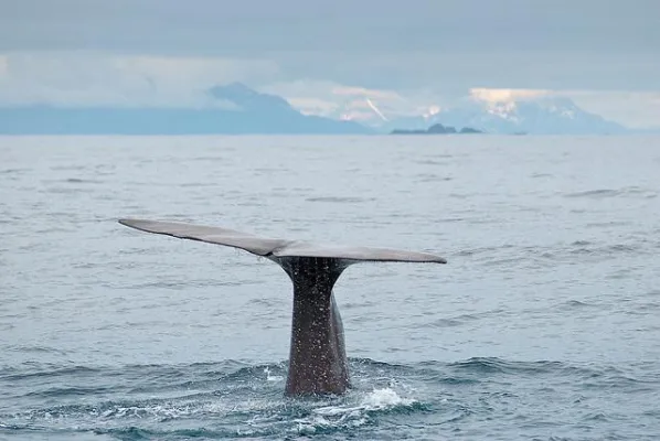 Whalewatching in Norwegen ist tierfreundlich Bild: Whalewatching in Norwegen ist tierfreundlich