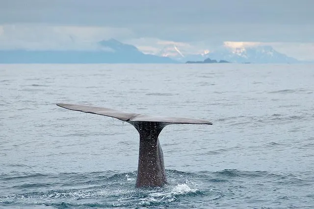 Whalewatching in Norwegen ist tierfreundlich Bild: Whalewatching in Norwegen ist tierfreundlich