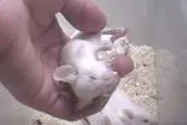 Bild: Grausame Tierversuche für ein faltenfreies Gesicht
