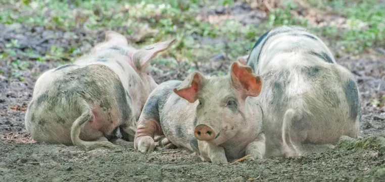 Bild: Vom Bentheimer Schwein bis zum Paderborner Dorf: Fotospaziergang im Freilichtmuseum Detmold