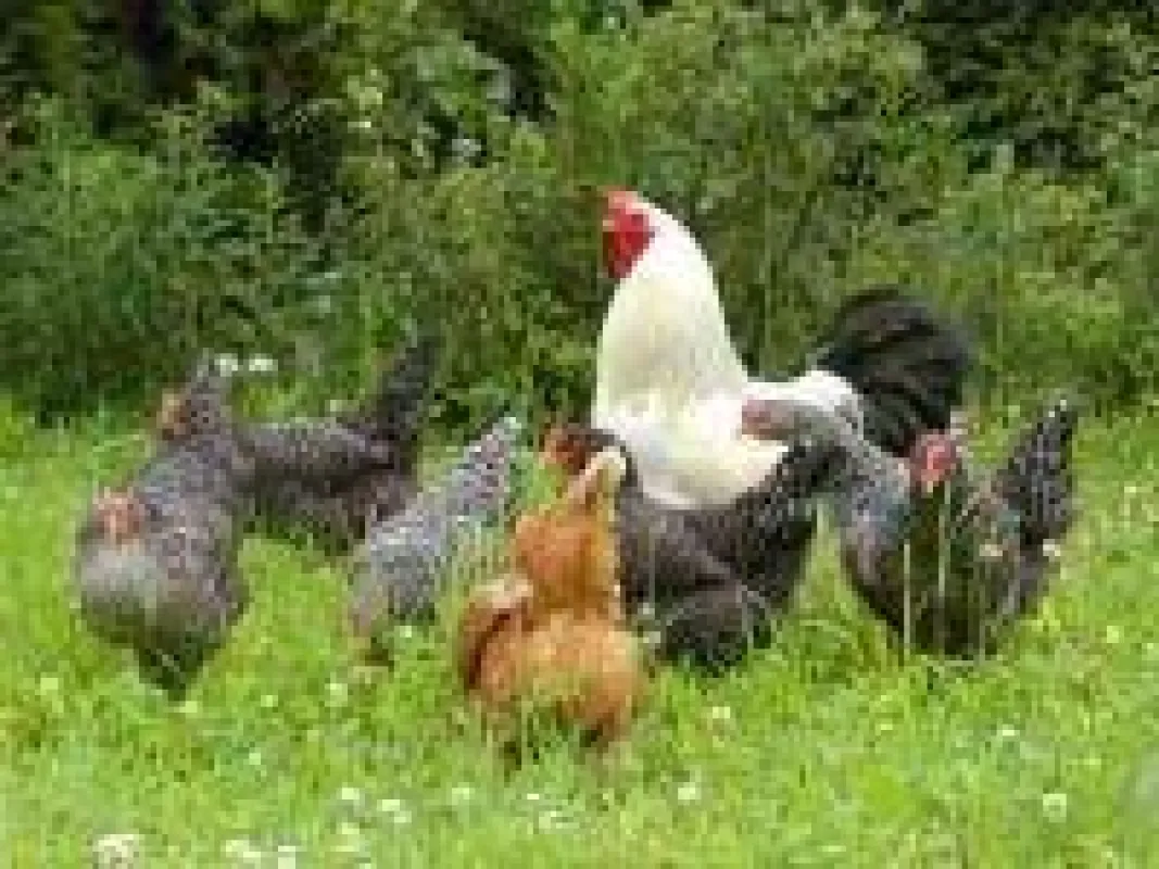 Bauernhof Urlaub in Bayern