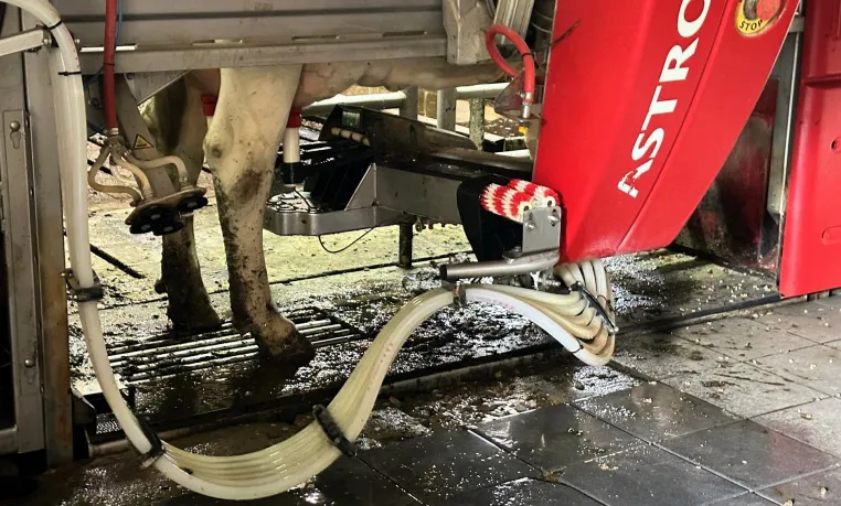 Bild: Melkroboter ( Automatisiertes Melken) - Fluch oder Segen für Milchviehbestände und Tierärzte?