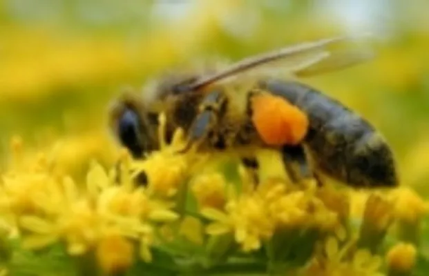 Bild: Nahrungsergänzung Bienenpollen ein bewährter Klassiker mit aktuellen Trends