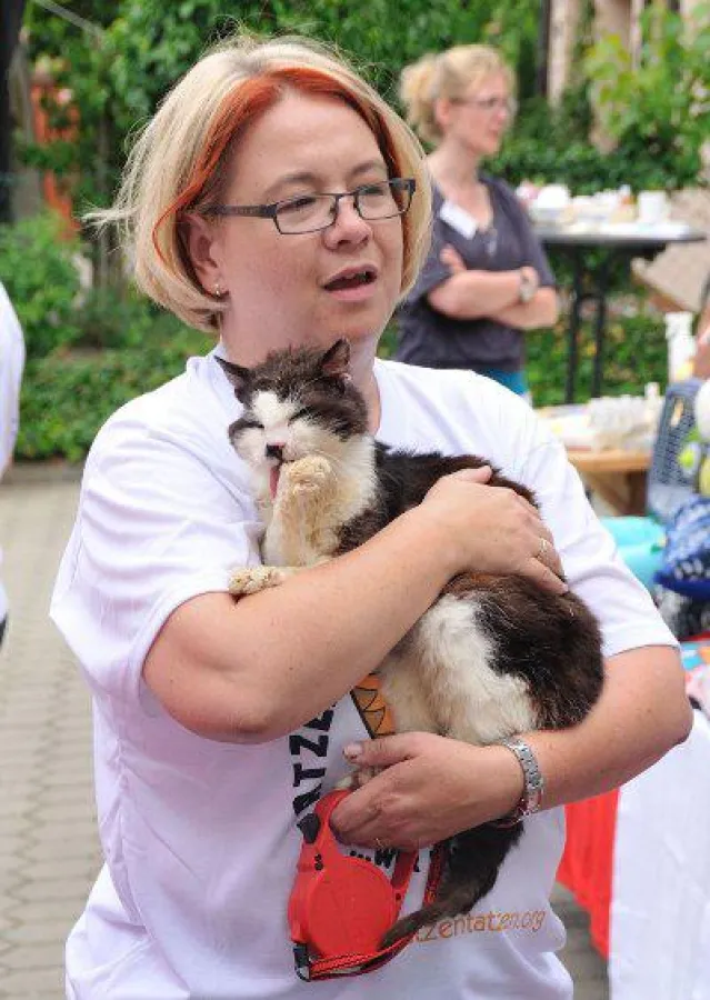 Kater Apollo - Botschafter der Streuner (c) Katzentatzen