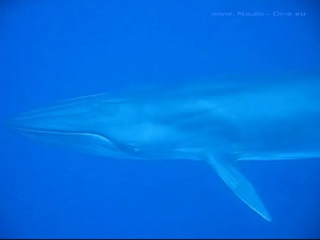 Wale und Delfine vor Lanzarote Bild: Wale und Delfine vor Lanzarote