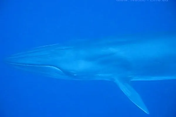 Wale und Delfine vor Lanzarote Bild: Wale und Delfine vor Lanzarote