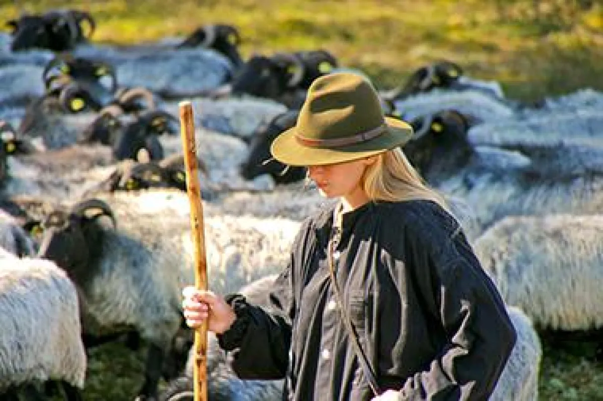 Schäferin Nancy Denecke mit ihrer Heidschnuckenherde