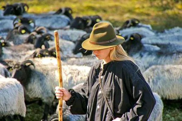 Bild: Schäfer, Schäferin und Hütehunde