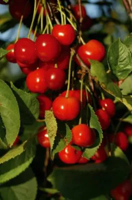 Bild: Heiße Frühlingssonne lässt edle Kirschen besonders gut reifen