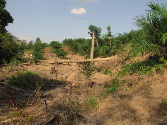 Bild: Von Bakterien bis zu Vögeln: tropische Plantagen zerstören Biodiversität