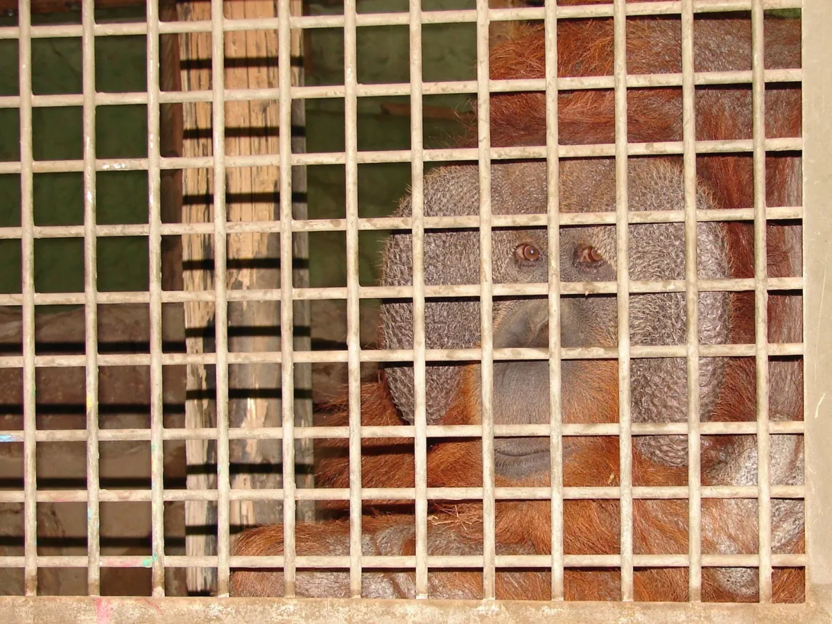 Risikogruppe Menschenaffen