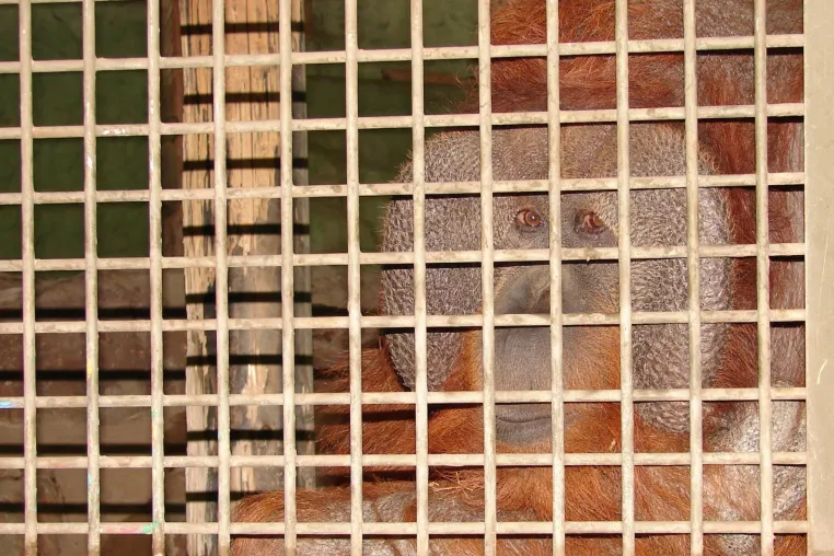 Infektionsherd Zoo Bild: Infektionsherd Zoo