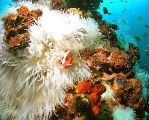 Bild: Me(e)hr Erleben beim Tauchen in Palau mit dem professionellen Team von Sam’s Tours