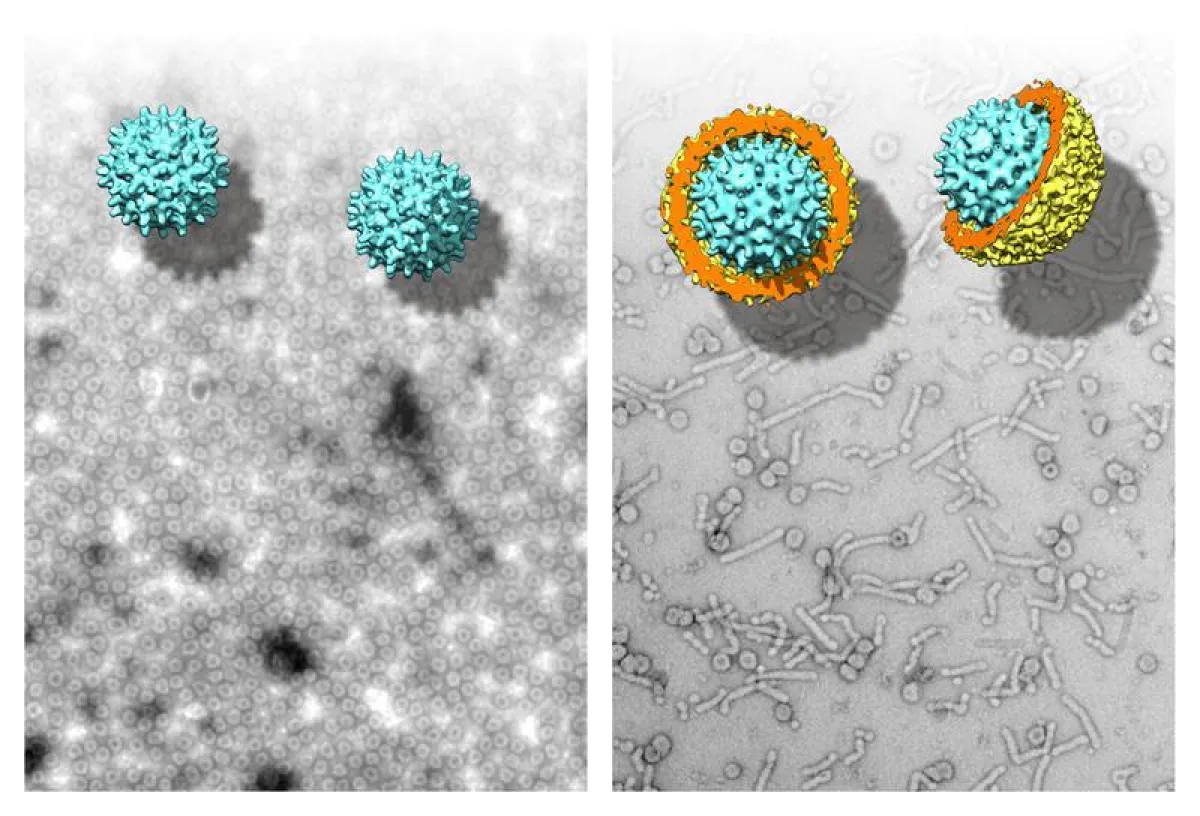 Elektronenmikroskopische Aufnahmen und 3D-Modelle von Nackednaviren aus einem afrikanischen Buntbarsch (links) und dem humanen Hepatitis-B-Virus (rechts). (Universitätsklinikum Heidelberg)