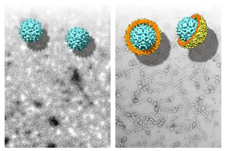 Bild: Ursprung und Evolution des Hepatitis-B-Virus in Fischen entdeckt