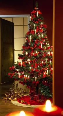 So bleiben Weihnachtsbäume länger grün Bild: So bleiben Weihnachtsbäume länger grün