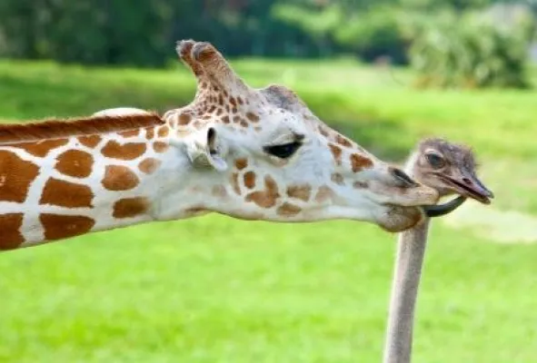 Wenn die Giraffe mit dem Straußen …Ungewöhnliche Tierfreundschaft in Busch Gardens Tampa Bay Bild: Wenn die Giraffe mit dem Straußen …Ungewöhnliche Tierfreundschaft in Busch Gardens Tampa Bay