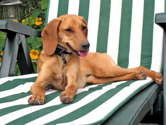 Bild: Urlaub mit Hund und Katze: Wo Vierbeiner willkommene Gäste sind