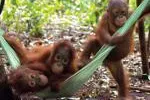 Fotoausstellung über Orang-Utans im Stadtmuseum Schleswig Bild: Fotoausstellung über Orang-Utans im Stadtmuseum Schleswig