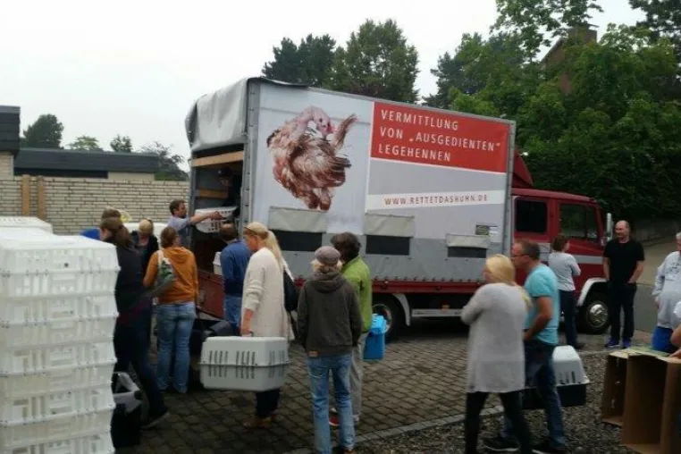 Tierliebe Adoptanten für Hühner aus Massentierhaltung gesucht Bild: Tierliebe Adoptanten für Hühner aus Massentierhaltung gesucht