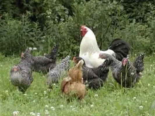 Bild: Urlaub auf dem Bauernhof in Deutschland