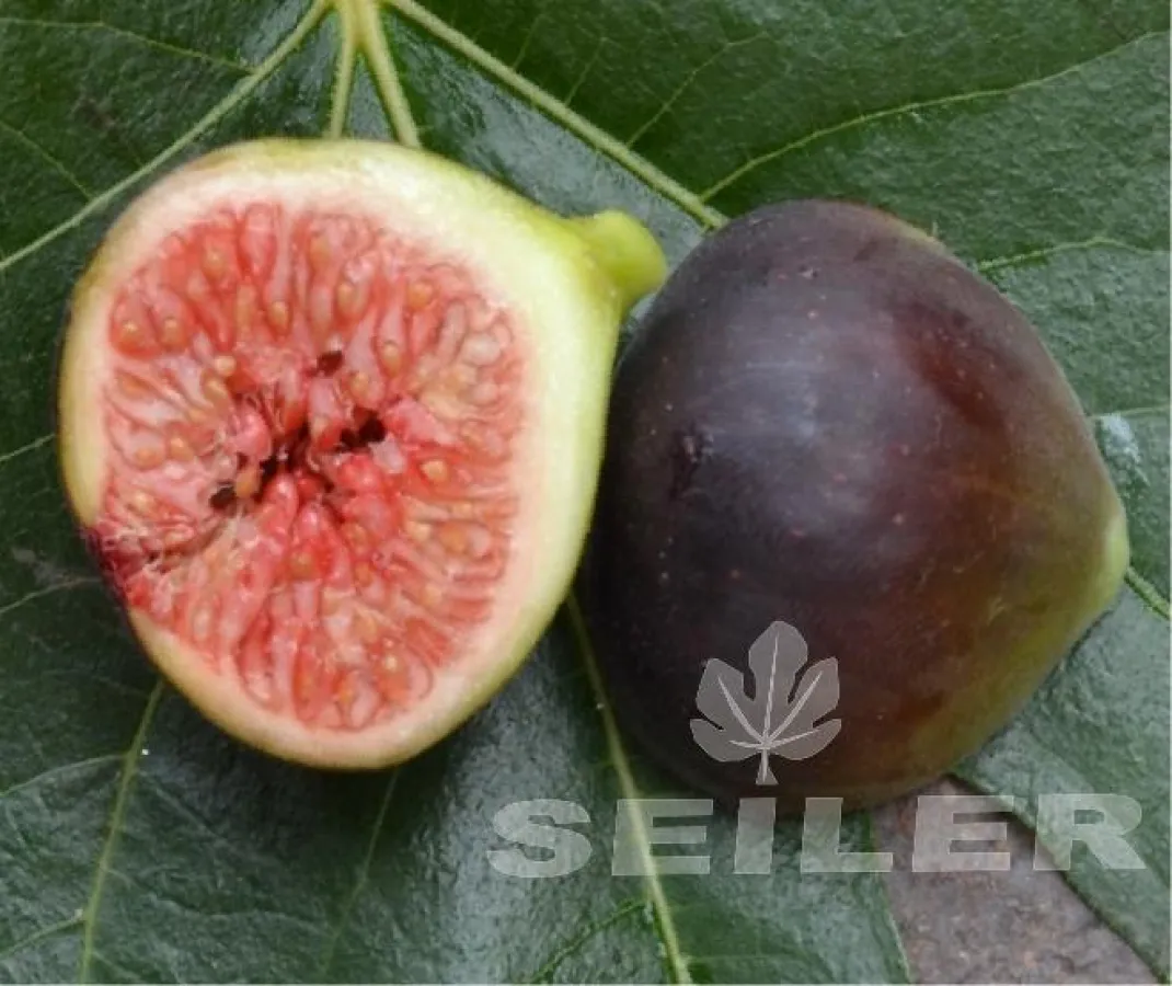 Seilers Martinsfeige - eine kleine aber feine Regionalsorte aus der Südpfalz