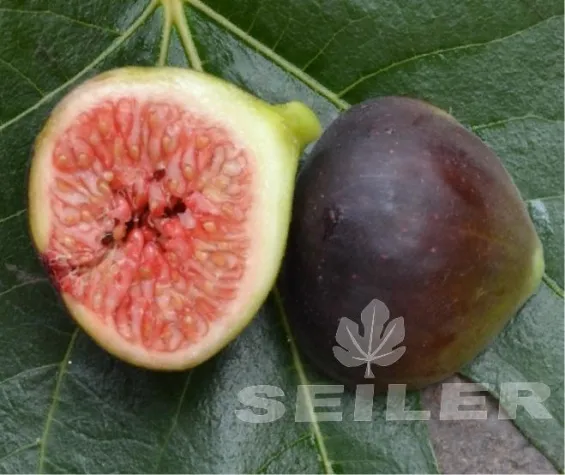 Bild: Feigenbaumschule wieder beim BASF Bauernmarkt in Limburgerhof