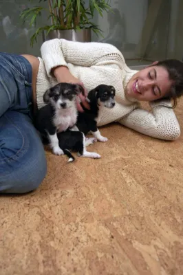 Bodenbeläge ohne Lösungsmittel - AMORIM führt das ökologisch verträgliche Bindemittel Acrodur® von BASF ein Bild: Bodenbeläge ohne Lösungsmittel - AMORIM führt das ökologisch verträgliche Bindemittel Acrodur® von BASF ein