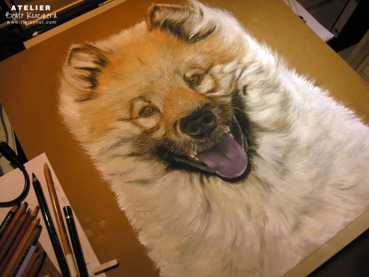 Ein Eurasierportrait entsteht