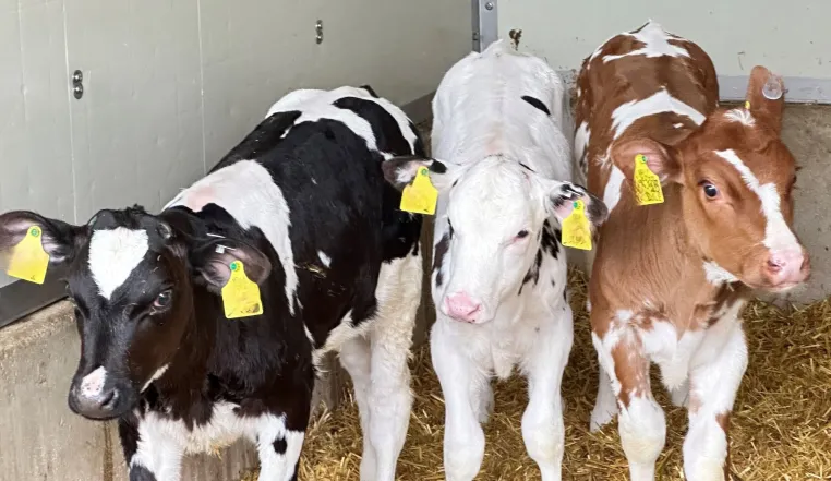 Bild: Kennen Sie die Prinzessinnen der Milchviehbetriebe? AVA-Update gemeinsam für Tierärzte und Landwirte