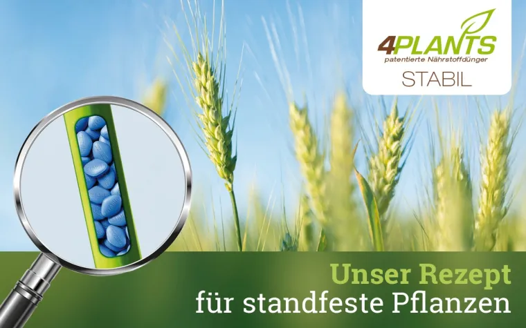 Neues Produkt erhöht die Standfestigkeit von Pflanzen - 4Plants Stabil Bild: Neues Produkt erhöht die Standfestigkeit von Pflanzen - 4Plants Stabil