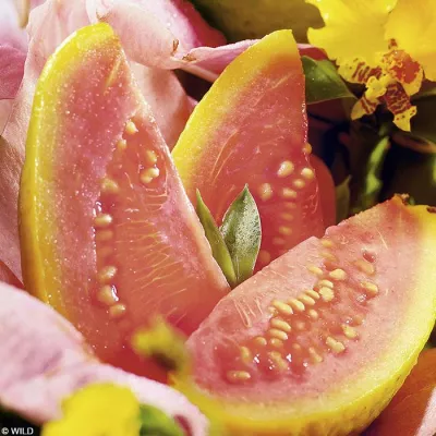 Bild: Neue Aromen-Range - WILD liefert den Geschmack des Sommers