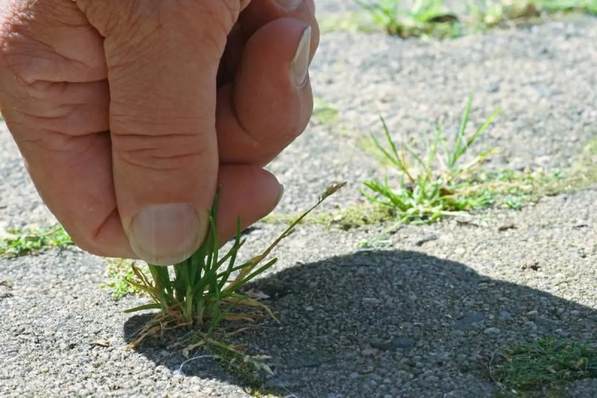 Neuverfugung mit polymerem Fugensand  Foto: djd/Stone Steinveredelung GmbH