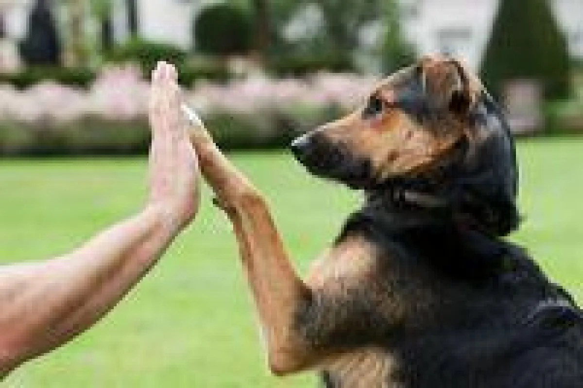 Hand drauf: Hunde haben vielfältige pädagogische und soziale Fähigkeiten. Foto: Mars