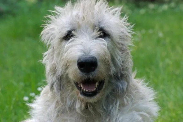 Bild: Struppi? Oder doch lieber Waldi? Tierfreunde küren die beliebtesten Hundenamen auf tier.tv