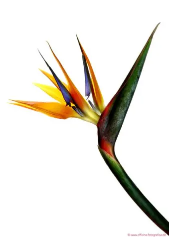 Bild: Mit Officina Fotografica Format und Grösse zeigen