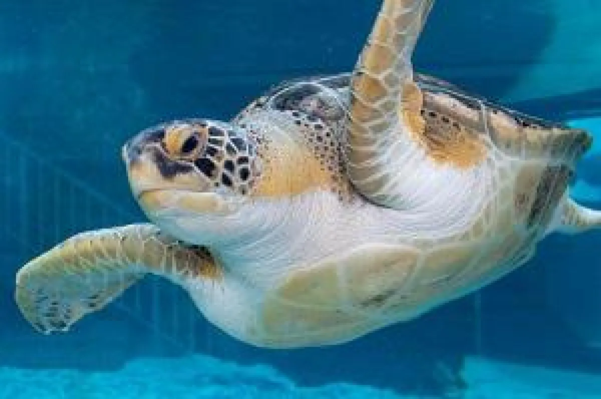 Mote Sea Turtle © Courtesy of VisitSarasota.com
