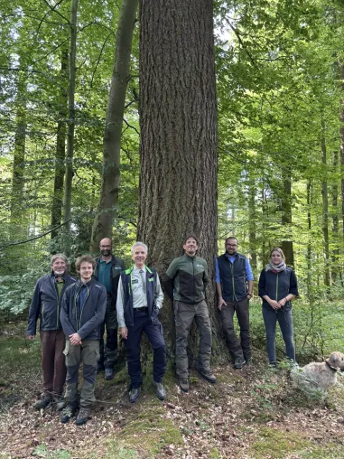 Douglasie im Waldumbau - Was ein 135 Jahre alter Versuchsbestand zeigt Bild: Douglasie im Waldumbau - Was ein 135 Jahre alter Versuchsbestand zeigt