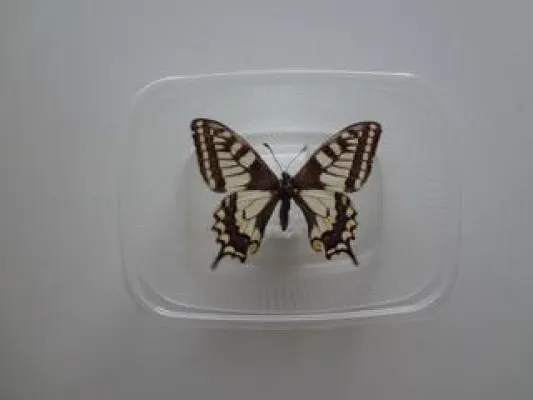 Mond und Galle Bild: Mond und Galle