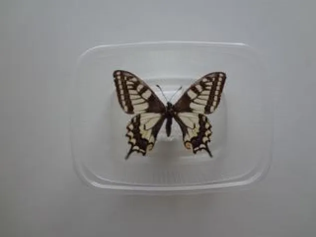 Bild: Mond und Galle