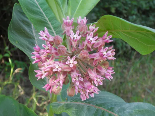 Bild: Hotspots von Pflanzeninvasion verlagern sich von subtropischen auf gemäßigte Regionen