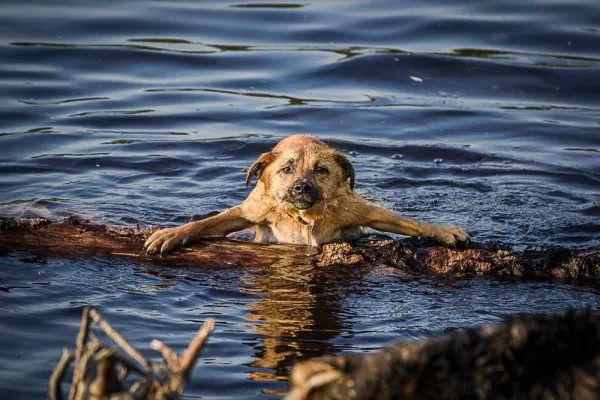 Bild: Tipps für Haustiere bei Gluthitze